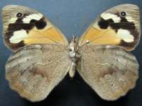 Adult Female Under of Common Brown - Heteronympha merope merope